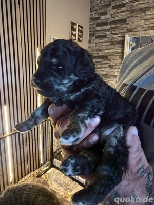 Süße Goldendoodle Welpen suchen ihr zu Hause