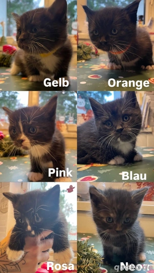 Britisch-Kurzhaar x Maine-Coon Kitten