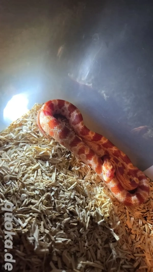 Kornnatter (Pantherophis guttatus) 