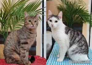sanfte junge Katzen Vicky und Lina suchen zusammen ein tolles Zuhause