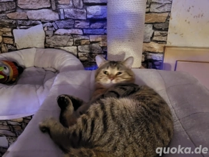  British Kurzhaar (Deckkater) Bild 2
