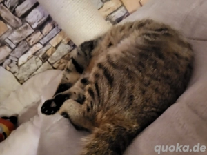  British Kurzhaar (Deckkater) Bild 3