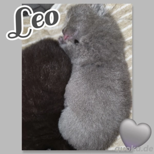 Bombay Bkh Kitten Katzen Babys total verschmust und kinderlieb 