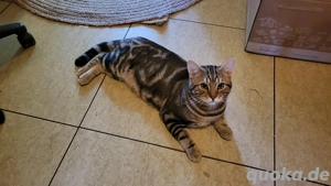 Bengal Mix BKH Deckkater