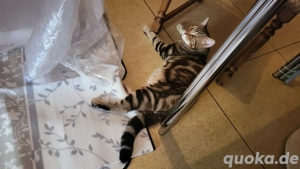 Bengal Mix BKH Deckkater Bild 2
