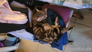Bengal Mix BKH Deckkater Bild 3