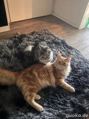 Main Coon Kitten Bild 3