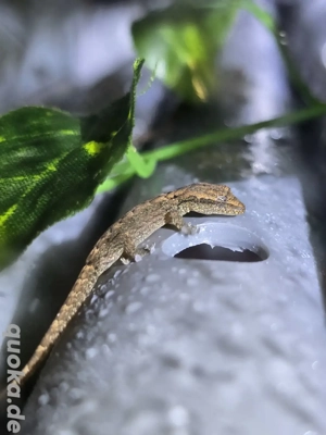 Jungferngecko  Lepidodactylus lugubris