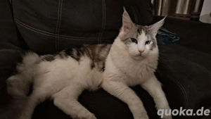 3 Maine Coon Kitten ab Juni zu verkaufen 