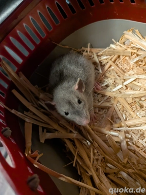 2 jungw Ratten Weibchen 