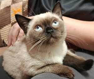 BKH Katzen suchen ein liebevolles zu Hause 