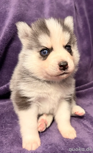 Pomsky Rüde mit Papieren