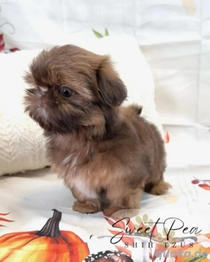 Shih-Tzu-Welpen suchen ein neues Zuhause