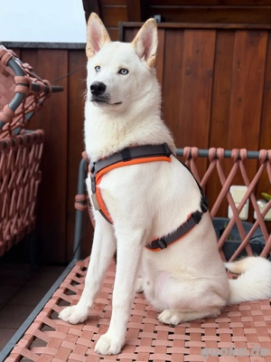 Husky Rüde Ghost 8 Monate geimpft, gechipt, stubenrein sucht erfahrenes, liebevolles Zuhause