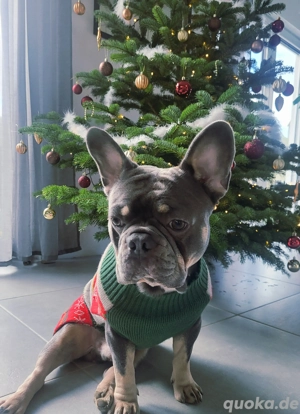 Deckrüde Französische Bulldogge 