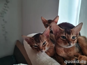 3 Abessinier Kitten zu Verkaufen 