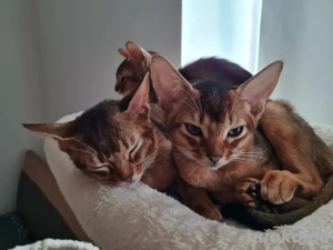2 Abessinier Kitten zu Verkaufen 