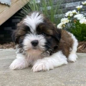 Shih-Tzu-Welpen (Rüden und Hündinnen) suchen ein neues Zuhause. 