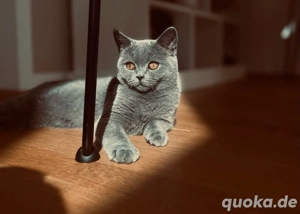 Britisch Kurzhaar Kätzchen sucht neues Zuhause