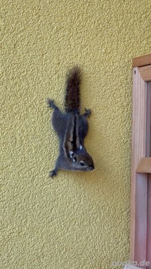 Chinesische Baumstreifenhörnchen