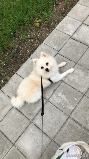 Suche Unterstützung für meinen Spitz