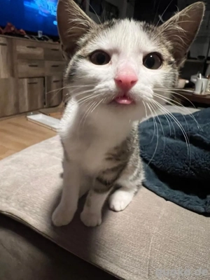 4. Monatige Altes Kitten Abzugeben