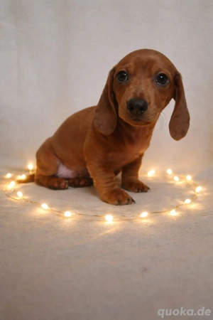 Reinrassige Dackelwelpen 