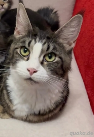 Maine Coon Katze (3 Jahre)   sehr lieb & verschmust