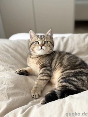 BKH Kater - in liebevolle Hände abzugeben!