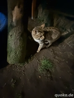 savannah zuchtkater F5