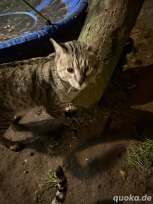 savannah zuchtkater F5