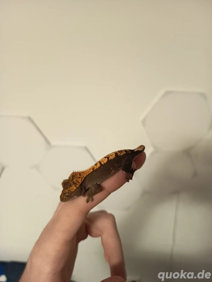 0.0.2 Correlophus ciliatus Kronengeckos abzugeben 70  