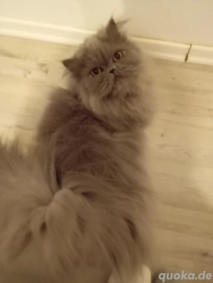 persa katze zu verkaufen