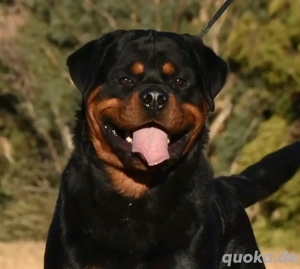 Rottweilerwelpen