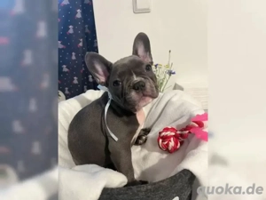 Französische Bulldoggen welepen suchen noch ein neues Zuhause