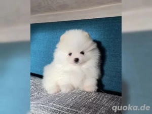 süßen Pomeranian Zwergspits Welpen