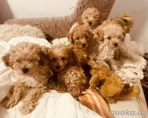 Zwergpudel Welpen in Apricot Champagner