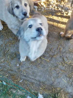 4 Kaukase Owtscharka Kangal Mix Welpen