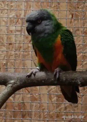 1,0 Mohrenkopfpapagei..