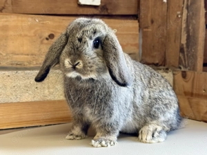    Junge Zwergwidder Kaninchen Hasen Rammler Minilop