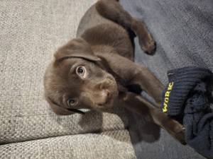 Labrador Arbeitslinie Schoko Welpen