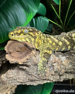 Neukaledonischer Riesengecko 