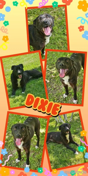 sehr liebe, super verträgliche, menschenbezogene Hündin "Dixie" sucht ihre Familie