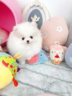 Wunderschöne Zwergspitz-pomeranian welpen