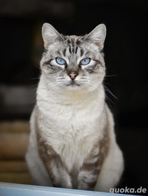 Pichin   Sanfter Siam-Mix-Kater sucht liebevolles Zuhause