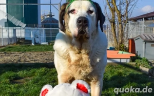 Keano - Großer Schmusehund sucht Zuhause