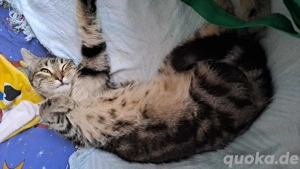 Faro   menschenbezogener Jungkater sucht Zuhause mit Katzenkumpel