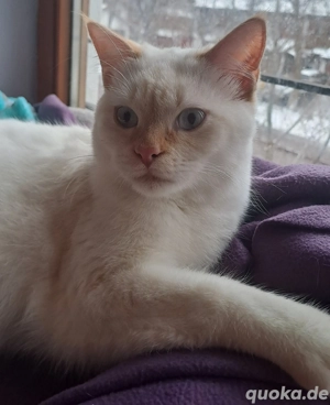 Espinho   junger Siam-Apricot-Mix sucht liebevolles Zuhause