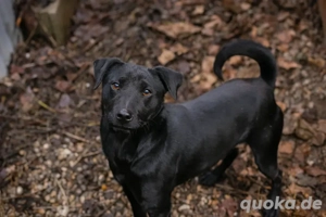 *JANTAR* - Der Rüde ist lieb, aktiv, verspielt, lernbereit, und er sucht den Kontakt zu den Menschen