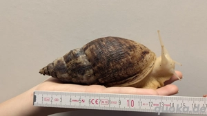 chnecke Achatina reticulata Achatschnecke